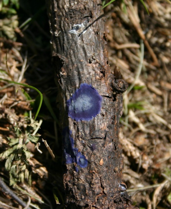 Pulcherricium caeruleum (Terana caerulea)